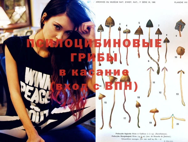 прущие грибы Вяземский